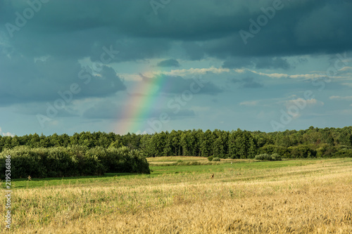 Dark clouds and rainbow over the forest