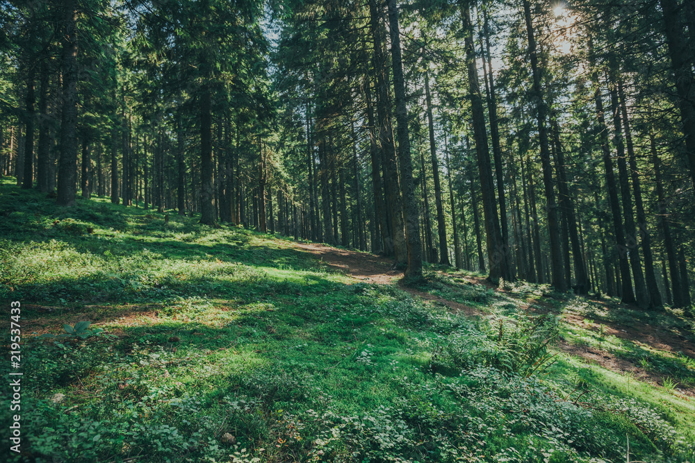Fototapeta premium pathway in the forest with sunlight backgrounds.