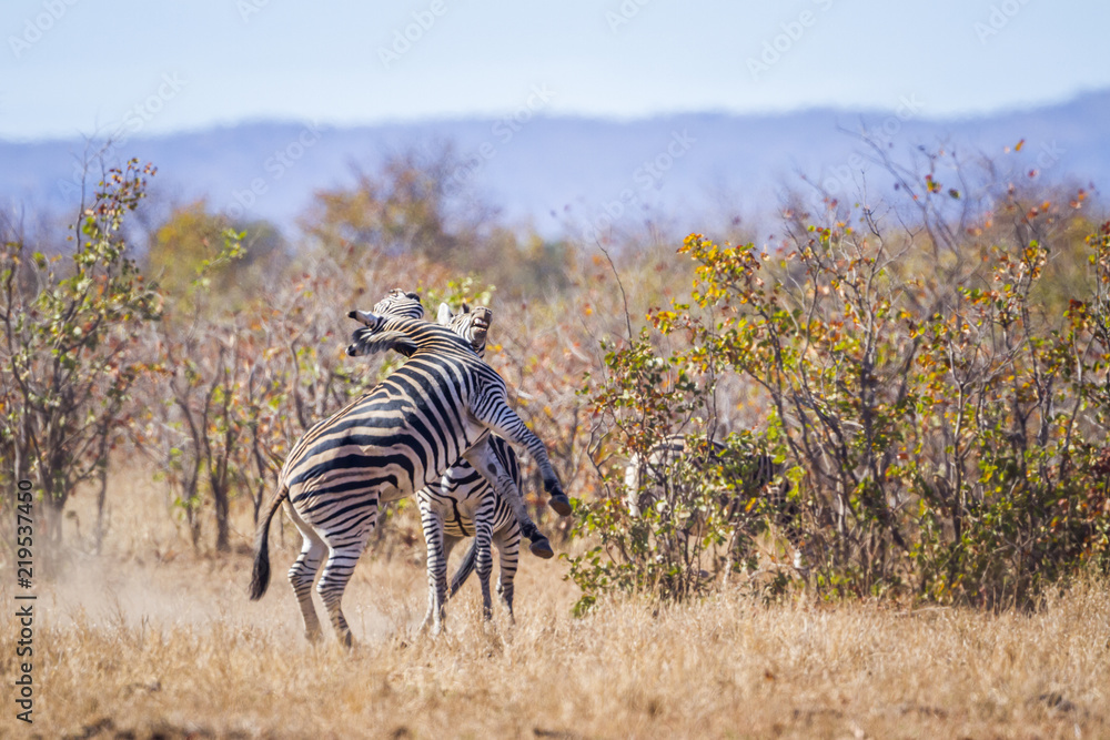 Fototapeta premium Plains zebra in Kruger National park, South Africa ; Specie Equus quagga burchellii family of Equidae