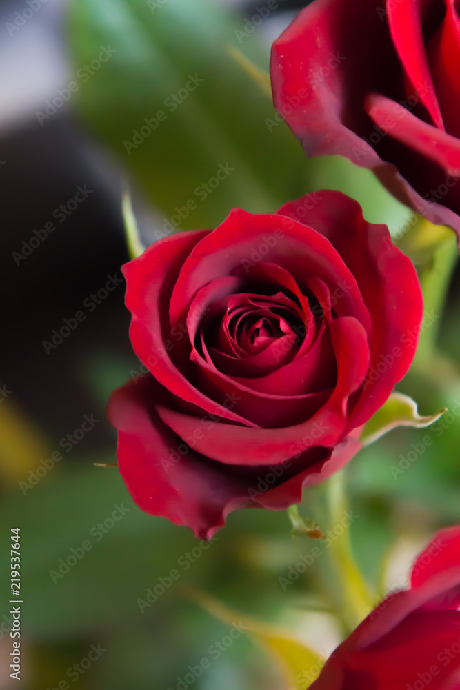 Fototapeta premium Rose