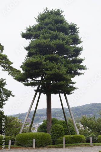 Arbre soutenu par des tuteurs photo