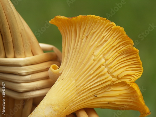 Girolles ou chanterelles des bois photo