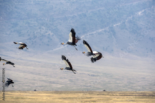 Flock of Grey crowned crane, (Balearica regulorum) flying to left against a blue sky and whispy clouds over a dry savanna, Tarangire National Park, Tanzania, Africa