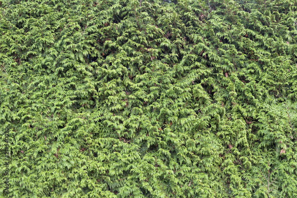 Green box hedge background with green leaves. texture for backdrop design and eco wall