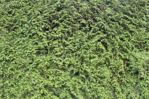 Green box hedge background with green leaves. texture for backdrop design and eco wall