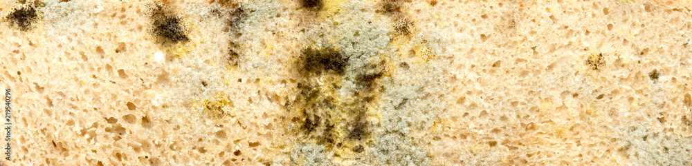 Moldy bread. Moldy bread.