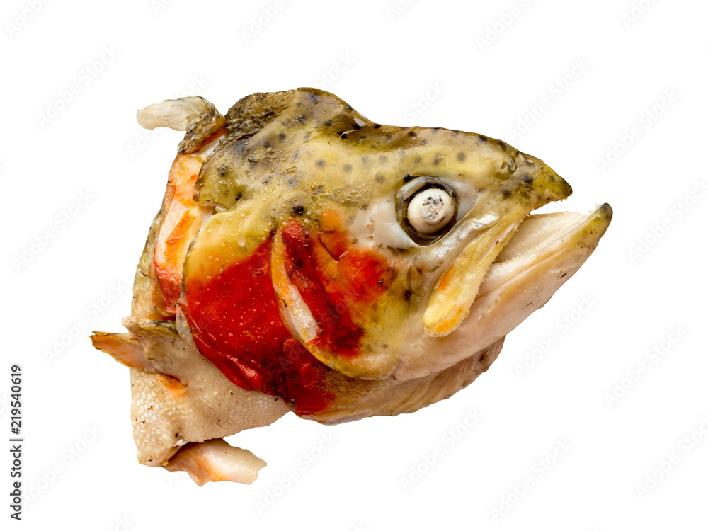 The Fish object. The Fish object.