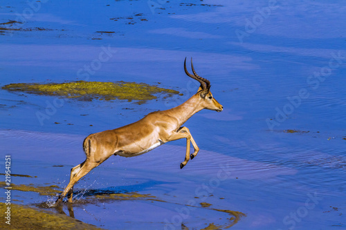 Tablou pe pânză Common Impala in Kruger National park, South Africa ; Specie Aepyceros melampus