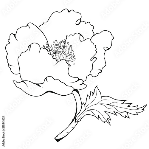 Fototapeta Naklejka Na Ścianę i Meble -  Poppy blossoms. Coloring book. Stock illustration. Isolated image on white background. 