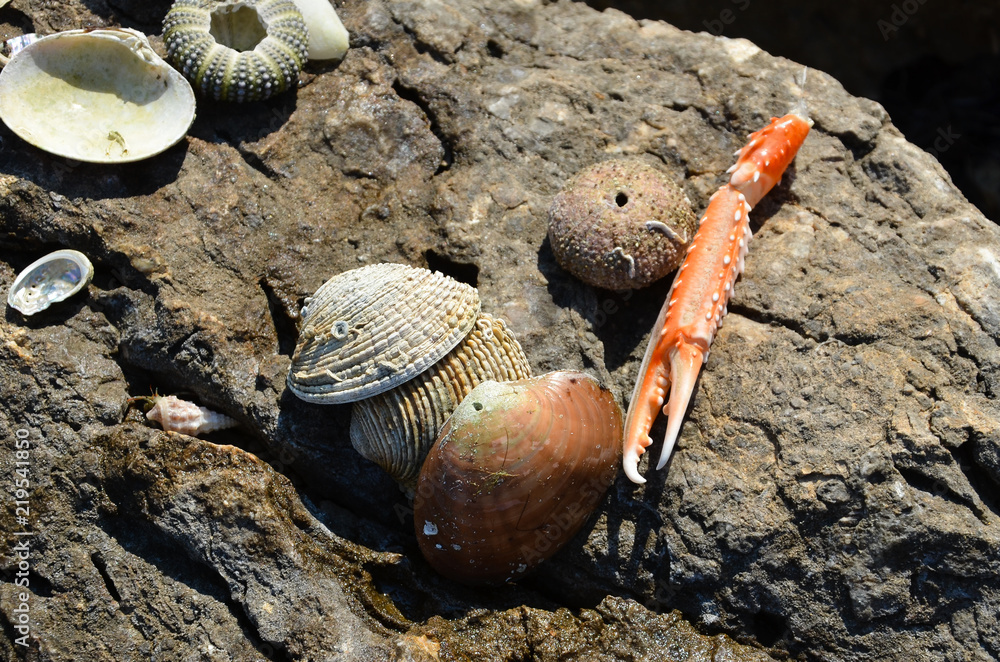 Fototapeta premium Muscheln am Meer
