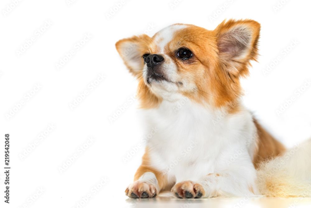 Cute chihuahua dog isolated on white background