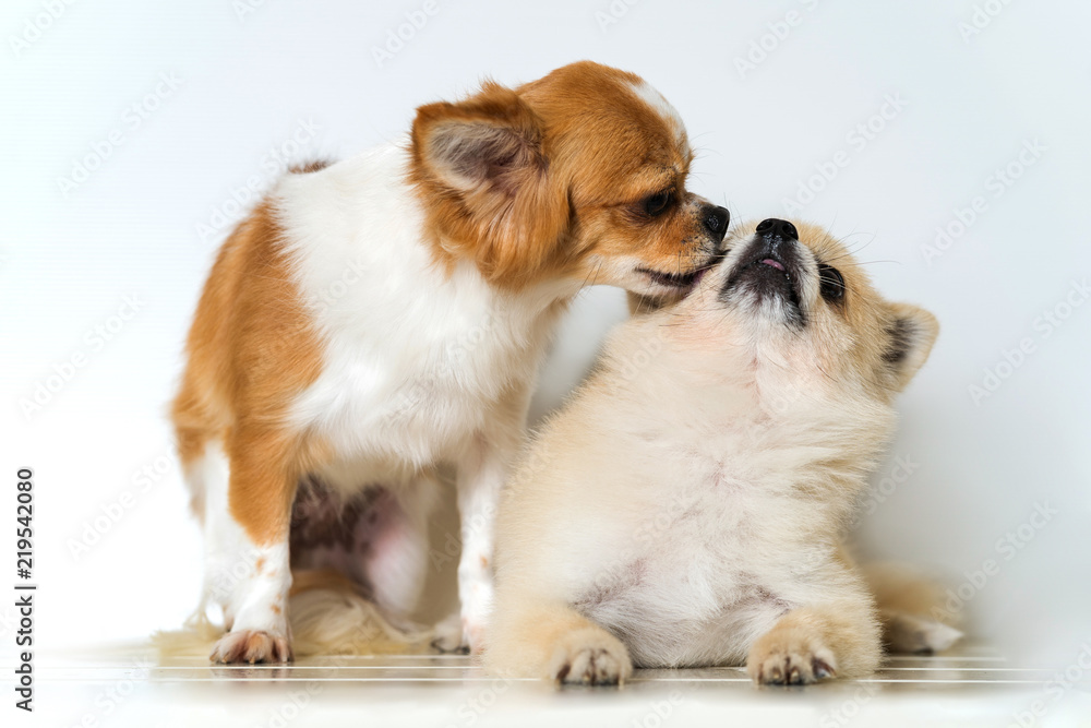 Cute two chihuahua dogs on white background
