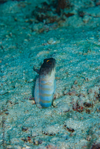 Yellowbarred Jawfish Opisthognatus sp. photo