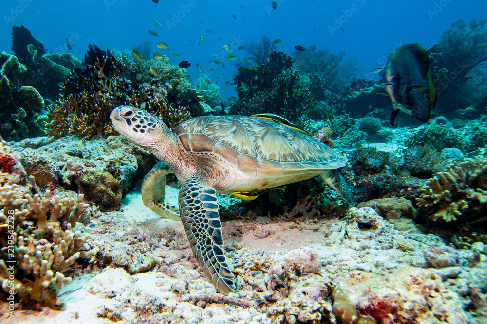 Green turtle Chelonia mydas Green turtle Chelonia mydas