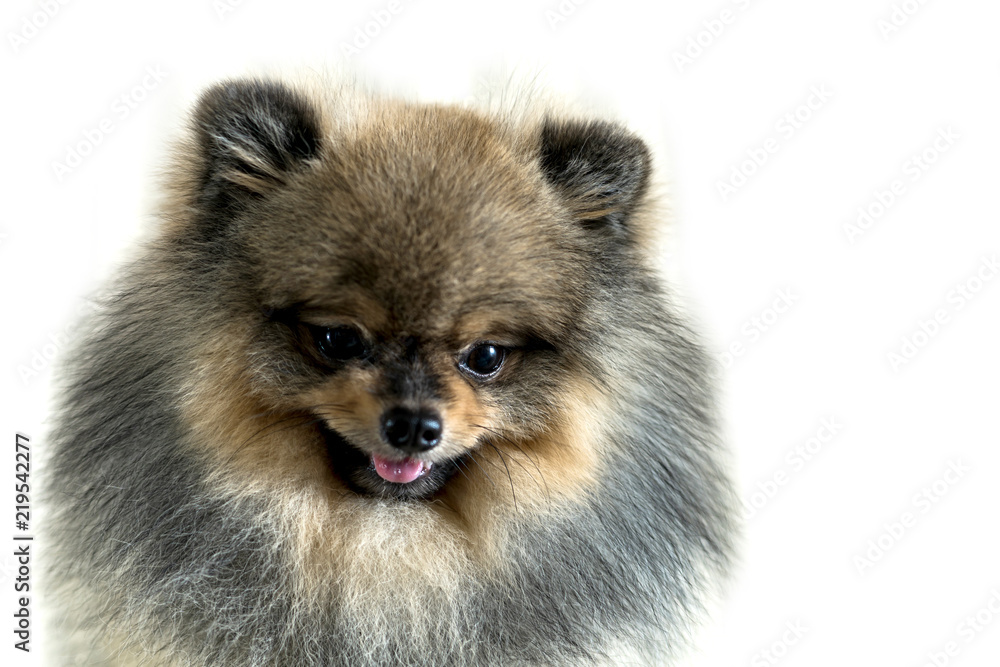 Cute pomeranian dog isolated on white background Cute pomeranian dog isolated on white background