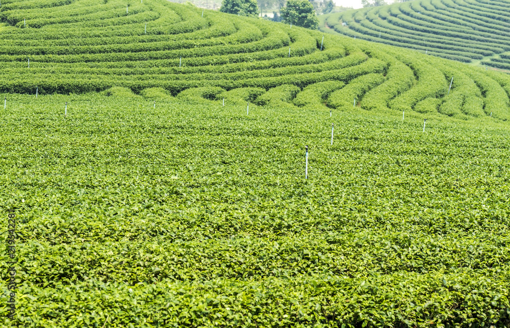 Green tea leaves growing in tea plantation