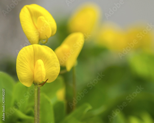Close up of small yellow Pinto Peanut plant flower blooming on the ground 