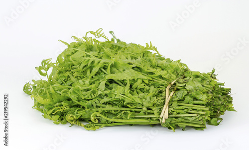Bundle of fresh vegetable fern isolated on white background (Diplazium esculentum, Athyriaceae) photo