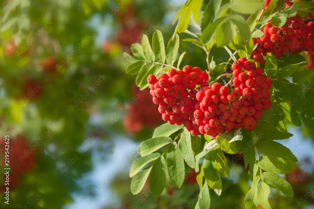 Ripe red rowan berries in bunches. Rowan tree with fruit berries in the forest.