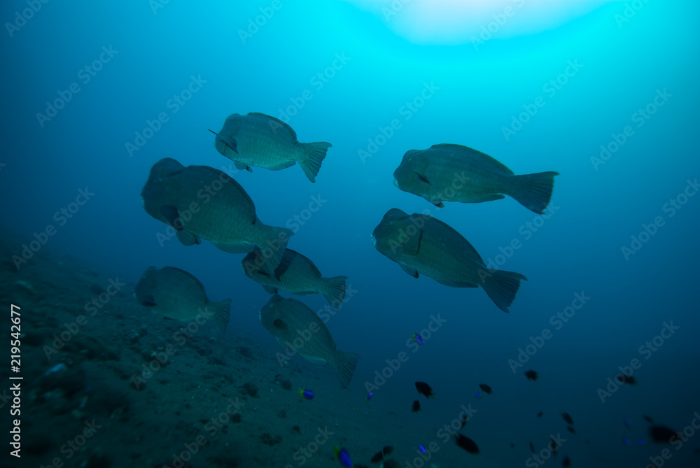 Fototapeta premium Humphead parrotfish Bolbometopon muricatum