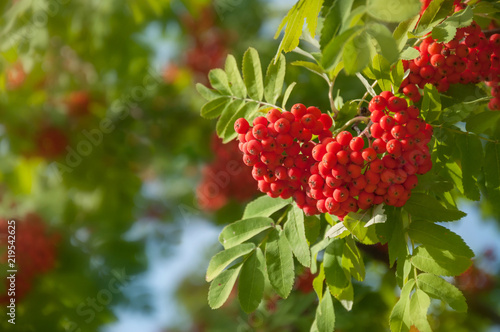 Ripe red rowan berries in bunches. Rowan tree with fruit berries in the forest. photo