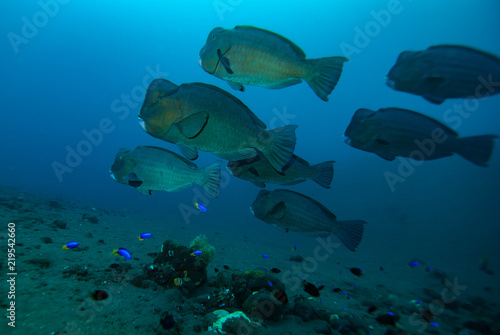 Humphead parrotfish Bolbometopon muricatum