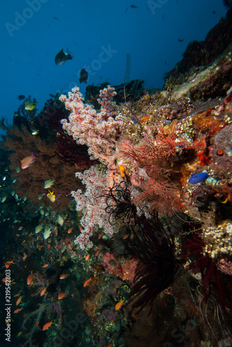 Fototapeta Naklejka Na Ścianę i Meble -  Tropical Coral Reef Landscape Underwater