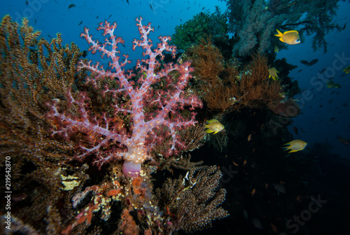 Fototapeta Naklejka Na Ścianę i Meble -  Tropical Coral Reef Landscape Underwater