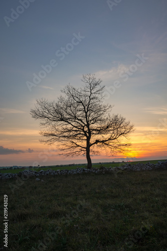 single tree at sunset © Giovanni Nitti
