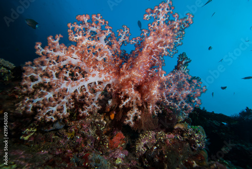 Tropical Coral Reef Landscape Underwater © Francesco