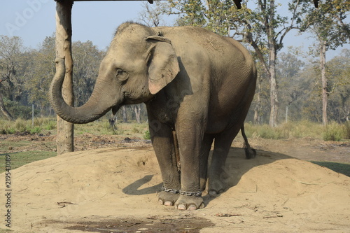 Elefant mit erhobenen R  ssel