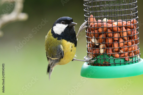 Great tit (parus major) feeding on a bird feeder photo