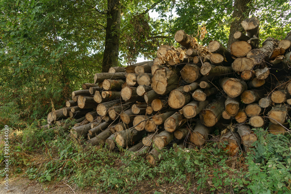 Holzstapel und Baum