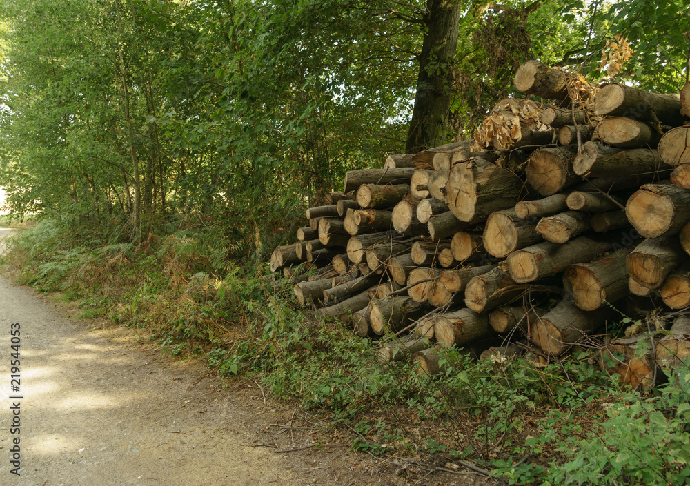 Holzstapel und Weg