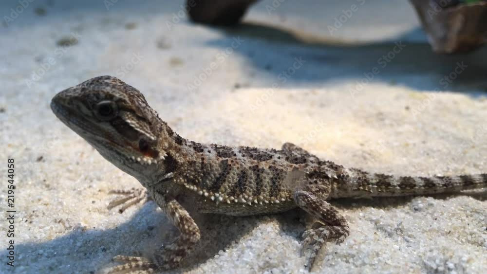 Agame, Gekko, Eidechse Agame, Gekko, Eidechse