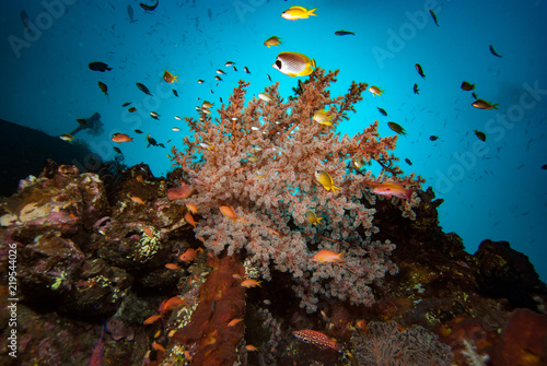Fototapeta Naklejka Na Ścianę i Meble -  Tropical marine biodiversity 