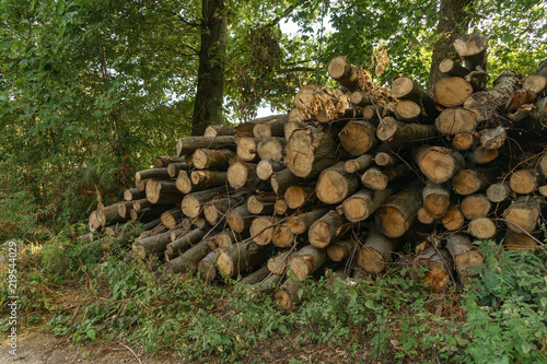 Holzstapel und Baum