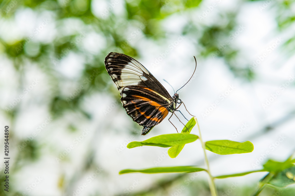 Obraz premium butterfly on leaf