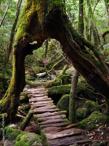 Yakushima ancient hiking path