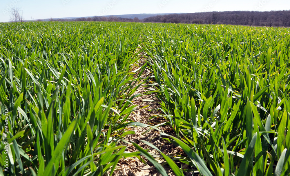 Fototapeta premium In the spring sowing winter wheat field