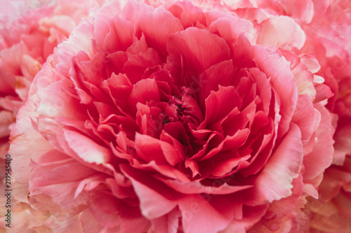 A peony flower with petals of white and pink gradient color. Close-up.
