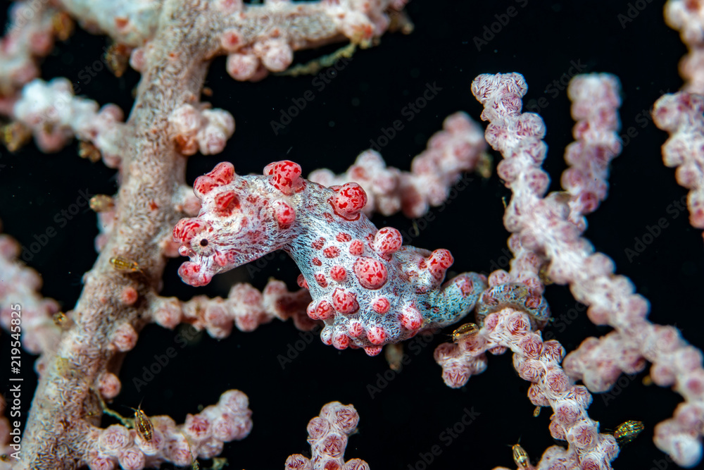 Hippocampus bargibanti Pygmy Seahorse Hippocampus bargibanti Pygmy Seahorse