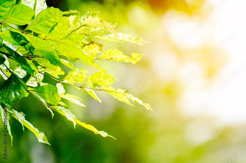 Closeup nature view of green leaf on blurred greenery background in garden with copy space using as background natural green plants landscape, ecology, fresh wallpaper concept. Closeup nature view of green leaf on blurred greenery background in garden with copy space using as background natural green plants landscape, ecology, fresh wallpaper concept.