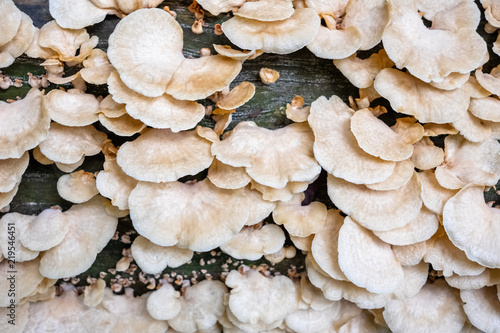 Fungus on Dead Tree Log