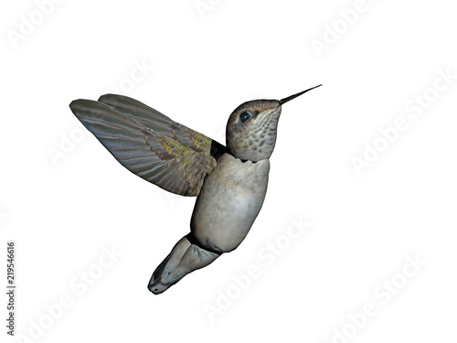 Kolibri fliegt auf Futtersuche