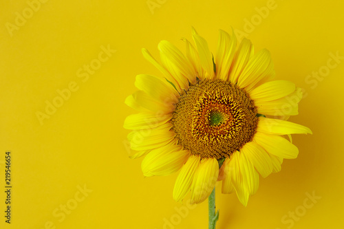 Fototapeta Naklejka Na Ścianę i Meble -  Sunflower on a yellow background.