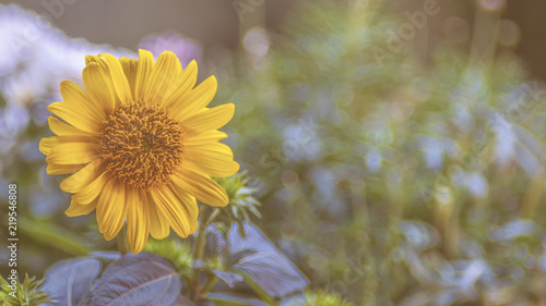 Fototapeta Naklejka Na Ścianę i Meble -  Sonnenblume vor Grün, mit Textraum

