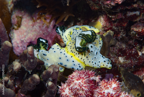 Notodoris serenae Nudibranch photo