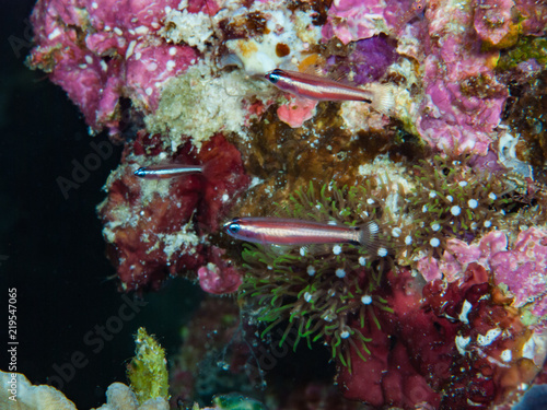 White barred Pygmygoby Eviota albolineata photo