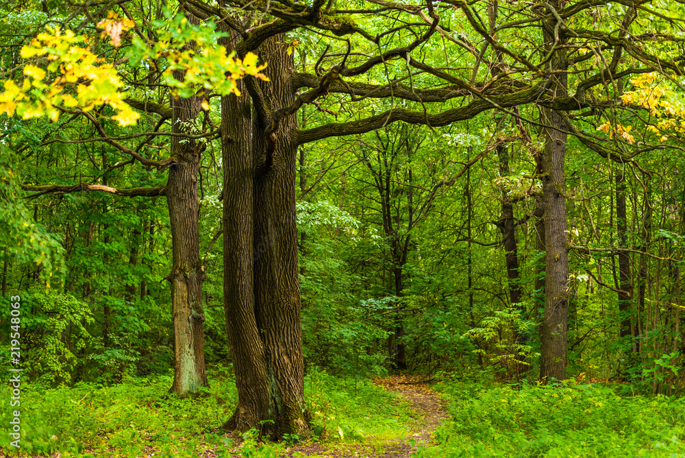 Fototapeta premium Woodland landscape - a tree with beautiful streams in the forest